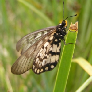 Acraea andromacha at Molonglo Valley, ACT - 27 Feb 2022