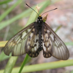 Acraea andromacha at Molonglo Valley, ACT - 27 Feb 2022