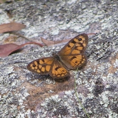 Geitoneura klugii (Marbled Xenica) at Point 4999 - 27 Feb 2022 by MatthewFrawley