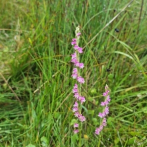 Spiranthes australis at Paddys River, ACT - suppressed