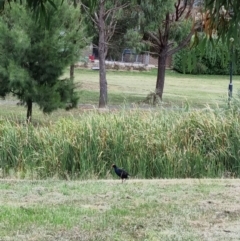 Porphyrio melanotus (Australasian Swamphen) at Forde, ACT - 24 Feb 2022 by pixelnips