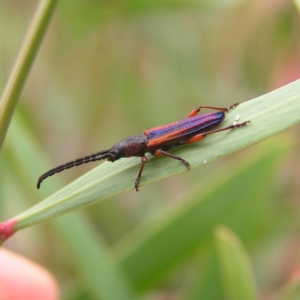 Brachytria jugosa at Molonglo Valley, ACT - 27 Feb 2022