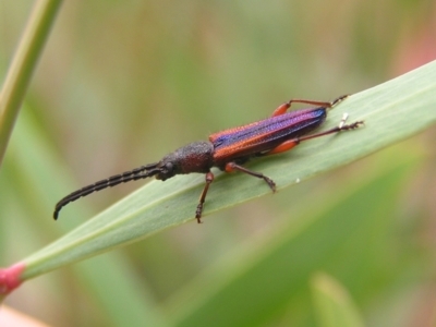 Brachytria jugosa (Jugosa longhorn beetle) at Molonglo Valley, ACT - 27 Feb 2022 by MatthewFrawley