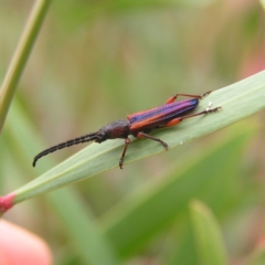 Brachytria jugosa (Jugosa longhorn beetle) at Molonglo Valley, ACT - 27 Feb 2022 by MatthewFrawley