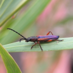 Brachytria jugosa at Molonglo Valley, ACT - 27 Feb 2022