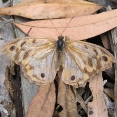 Heteronympha merope (Common Brown Butterfly) at Black Mountain - 27 Feb 2022 by MatthewFrawley