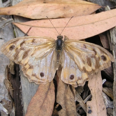 Heteronympha merope (Common Brown Butterfly) at Black Mountain - 27 Feb 2022 by MatthewFrawley