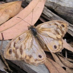 Heteronympha merope at Molonglo Valley, ACT - 27 Feb 2022 12:29 PM