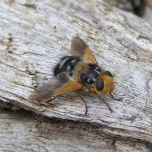 Microtropesa sp. (genus) at Molonglo Valley, ACT - 27 Feb 2022