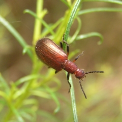 Ecnolagria grandis (Honeybrown beetle) at Molonglo Valley, ACT - 27 Feb 2022 by MatthewFrawley
