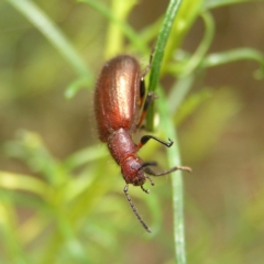 Ecnolagria grandis at Molonglo Valley, ACT - 27 Feb 2022