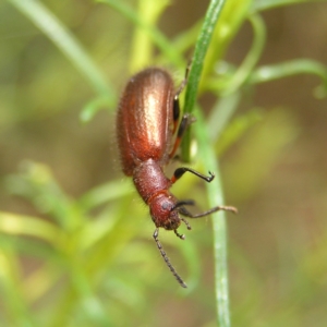 Ecnolagria grandis at Molonglo Valley, ACT - 27 Feb 2022