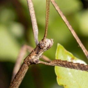 Acrophylla titan at Jerrabomberra, NSW - 27 Feb 2022