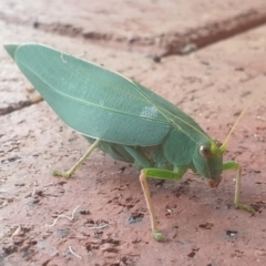 Torbia viridissima (Gum Leaf Katydid) at Turner, ACT - 27 Feb 2022 by LD12