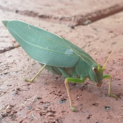 Torbia viridissima (Gum Leaf Katydid) at Turner, ACT - 28 Feb 2022 by LD12