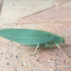 Torbia viridissima at Turner, ACT - 28 Feb 2022 09:59 AM