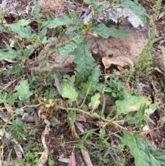 Solanum cinereum (Narrawa Burr) at Ginninderry Conservation Corridor - 27 Feb 2022 by Jenny54