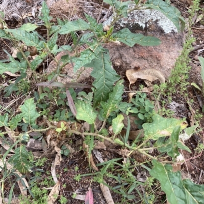 Solanum cinereum (Narrawa Burr) at Coree, ACT - 28 Feb 2022 by Jenny54