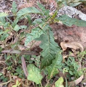 Solanum cinereum at Coree, ACT - 28 Feb 2022 10:49 AM