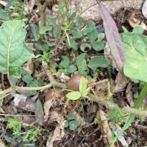 Solanum cinereum at Coree, ACT - 28 Feb 2022 10:49 AM