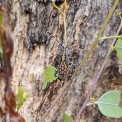 Amorbus alternatus (Eucalyptus Tip Bug) at Hackett, ACT - 28 Feb 2022 by WalterEgo