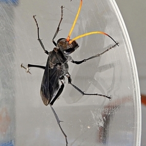 Fabriogenia sp. (genus) at Crooked Corner, NSW - 28 Feb 2022