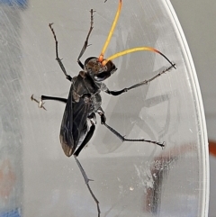 Fabriogenia sp. (genus) (Spider wasp) at Crooked Corner, NSW - 27 Feb 2022 by Milly