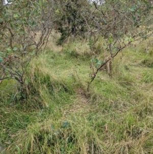 Microlaena stipoides at Watson, ACT - 28 Feb 2022