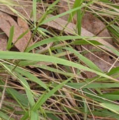 Microlaena stipoides at Watson, ACT - 28 Feb 2022