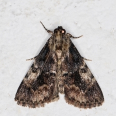 Salma (genus) (A Pyralid moth) at Melba, ACT - 3 Jan 2022 by kasiaaus