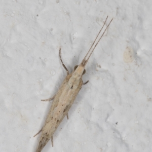 Plutella xylostella at Melba, ACT - 3 Jan 2022