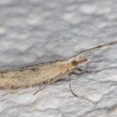 Plutella xylostella at Melba, ACT - 3 Jan 2022 11:36 PM