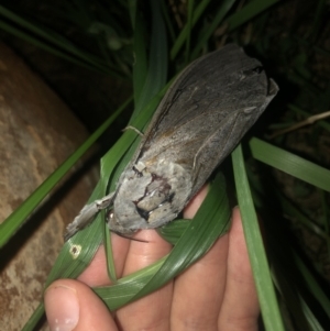 Abantiades (genus) at Michelago, NSW - 27 Feb 2022 09:37 PM