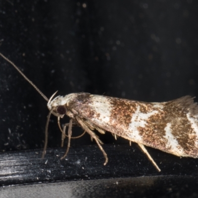 Isomoralla eriscota (A concealer moth) at Melba, ACT - 3 Jan 2022 by kasiaaus