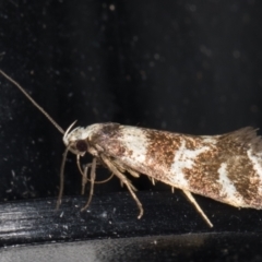 Isomoralla eriscota (A concealer moth) at Melba, ACT - 3 Jan 2022 by kasiaaus