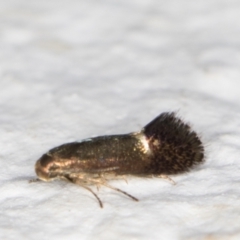Heliozela (genus) at Melba, ACT - 3 Jan 2022 11:42 PM