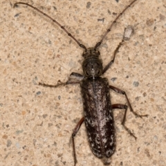 Phacodes obscurus (Longhorn Beetle) at Melba, ACT - 4 Jan 2022 by kasiaaus