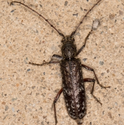 Phacodes obscurus (Longhorn Beetle) at Melba, ACT - 4 Jan 2022 by kasiaaus