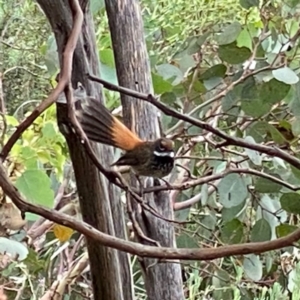 Rhipidura rufifrons at Googong, NSW - 28 Feb 2022