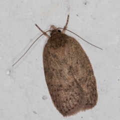 Garrha repandula (a Concealer Moth) at Melba, ACT - 4 Jan 2022 by kasiaaus