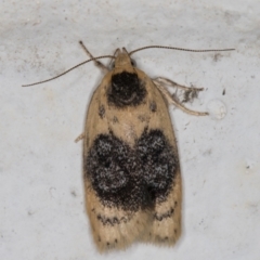 Garrha ocellifera (A concealer moth) at Melba, ACT - 4 Jan 2022 by kasiaaus