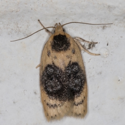 Garrha ocellifera (A concealer moth) at Melba, ACT - 4 Jan 2022 by kasiaaus