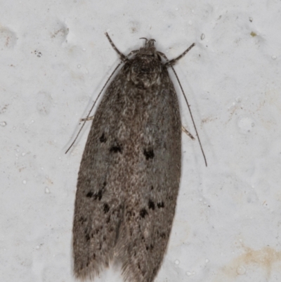 Heterozyga coppatias (A concealer moth) at Melba, ACT - 4 Jan 2022 by kasiaaus