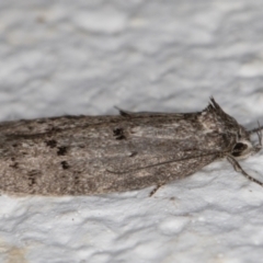 Heterozyga coppatias at Melba, ACT - 4 Jan 2022 11:33 PM