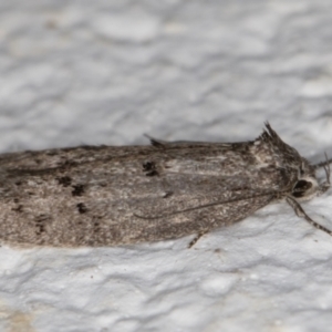 Heterozyga coppatias at Melba, ACT - 4 Jan 2022 11:33 PM