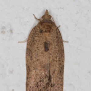 Meritastis (genus) at Melba, ACT - 4 Jan 2022 11:34 PM