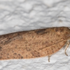 Meritastis (genus) at Melba, ACT - 4 Jan 2022