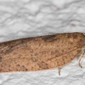 Meritastis (genus) at Melba, ACT - 4 Jan 2022