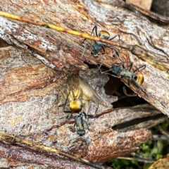 Polyrhachis ammon (Golden-spined Ant, Golden Ant) at QPRC LGA - 27 Feb 2022 by Wandiyali