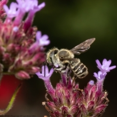 Megachile (Eutricharaea) serricauda (Leafcutter bee, Megachilid bee) at Macgregor, ACT - 28 Feb 2022 by Roger